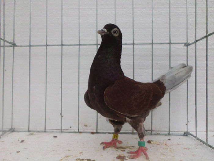 F-rosie - PORUMBEI REPRODUCATORI