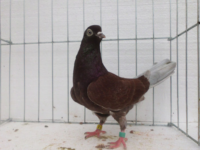 F-rosie; Costica Lazar
