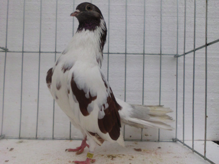 M-floran patat pe rosu; Super zburator si reproducator
