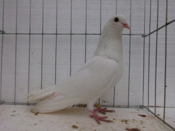 M-alb; Super zburator si reproducator
