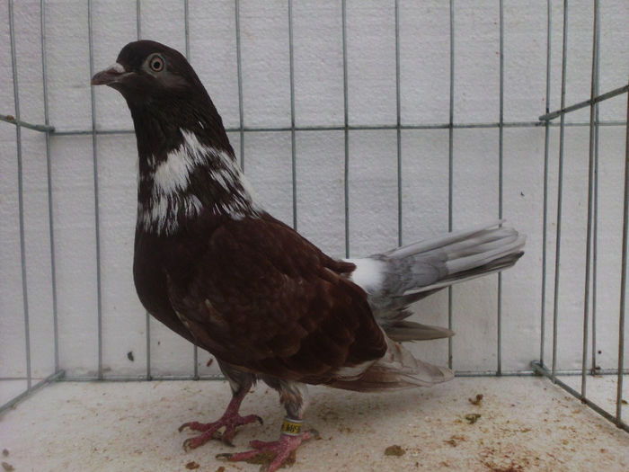 F-griva pe trestiu; Linie veche super valoroasa.buna reproducatoare
