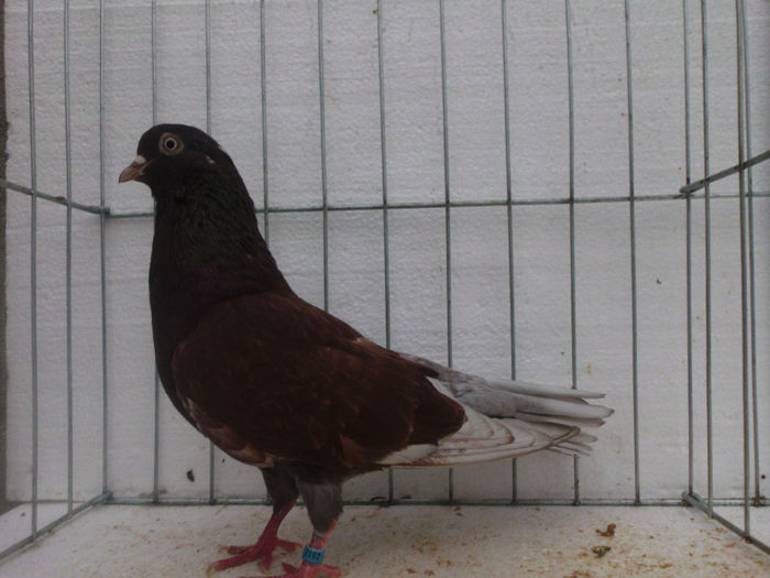 F-rosie; super zburatoare si reproducatoare
