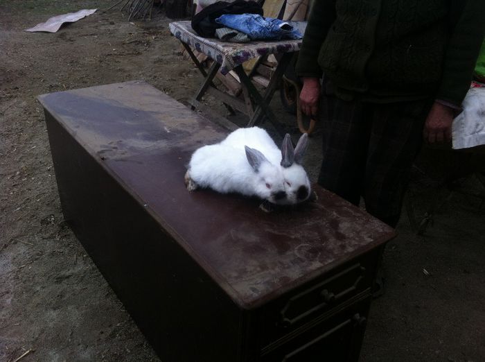 IMG_2320 - californieni