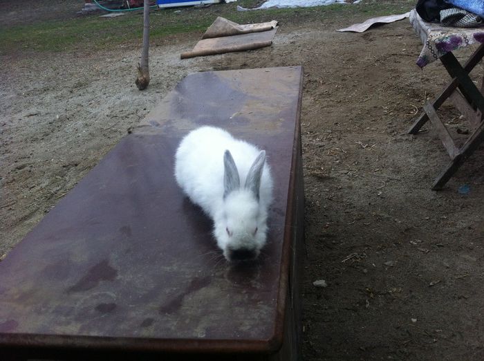 IMG_2323 - californieni