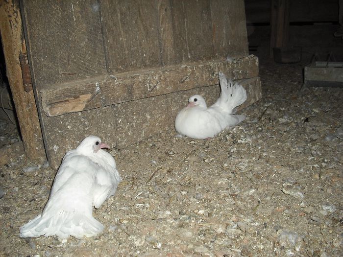 Pui infoiati Mai 2013