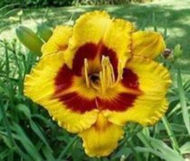 Fooled Me - Hemerocallis comanda Dianadia