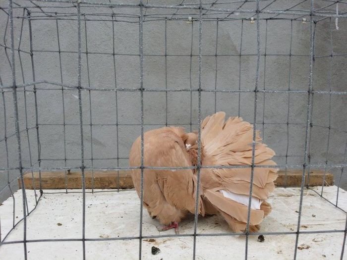 1483031_588447077877310_1306066568_o