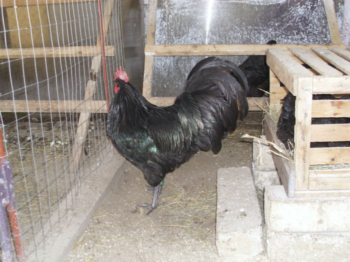 IMG_0088 - Z AUSTRALORP 2014