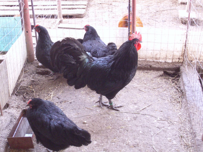 IMG_0095 - Z AUSTRALORP 2014