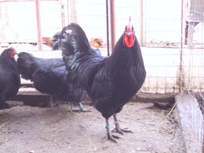 IMG_0097 - Z AUSTRALORP 2014