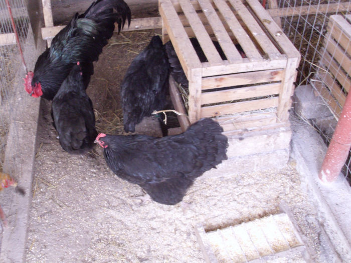 IMG_0099 - Z AUSTRALORP 2014