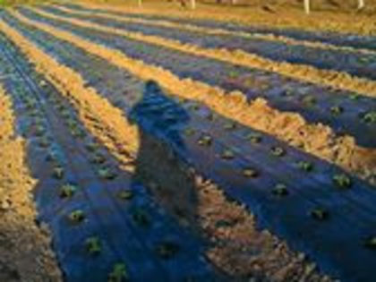 222005_520974564605259_180230693_n