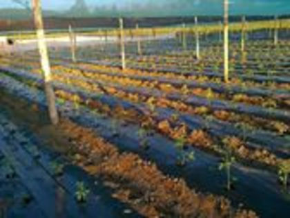 923035_520975401271842_538767996_n