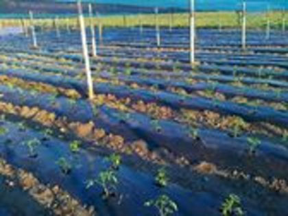 945816_520975357938513_1555576140_n