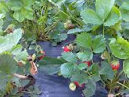 999245_530328900336492_1469801026_n