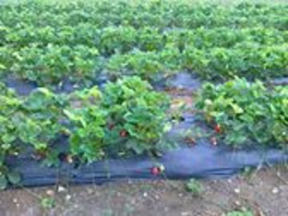 1005065_530328867003162_1468490543_n