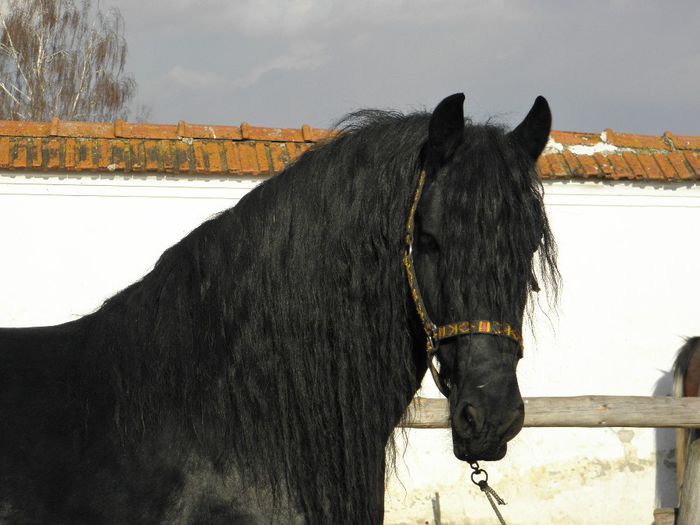 P3010084 - VANZARI CAI 1