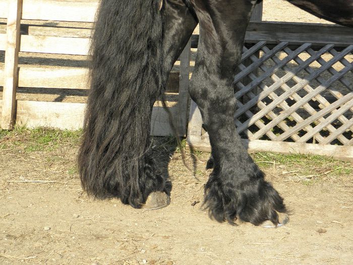 P3010089 - VANZARI CAI 1