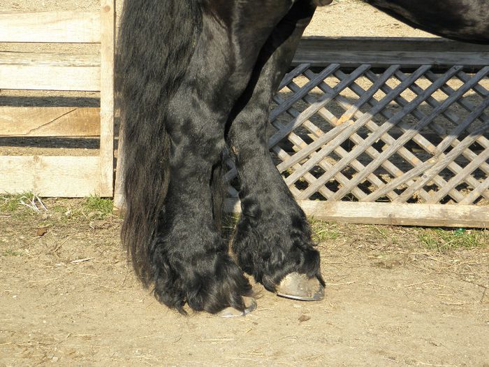 P3010090 - VANZARI CAI 1