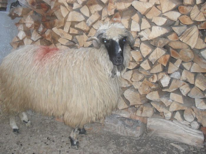 SDC11233 - Berbeci si berbecuti