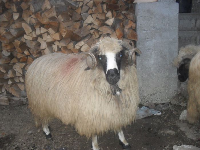 SDC11235 - Berbeci si berbecuti