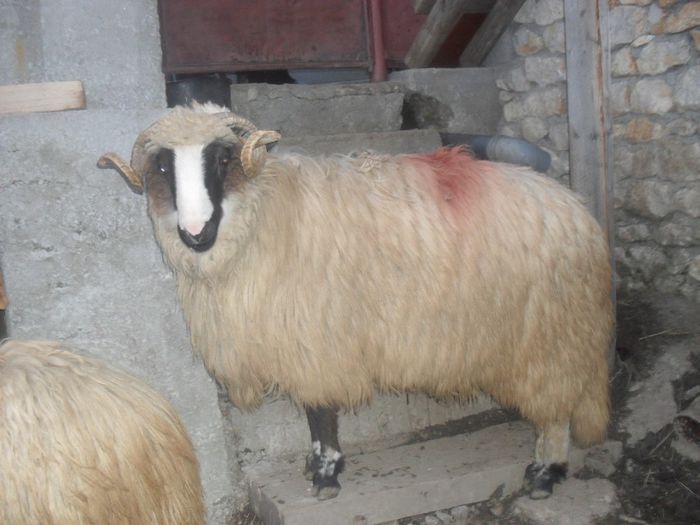 SDC11236 - Berbeci si berbecuti