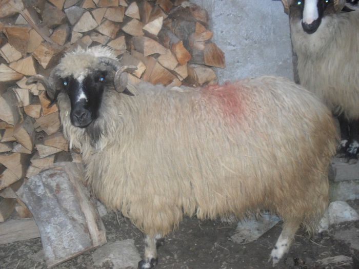 SDC11238 - Berbeci si berbecuti