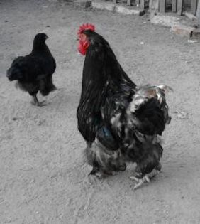 IMG_20130702_202648-1