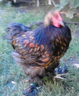 IMG_20130702_202851-1