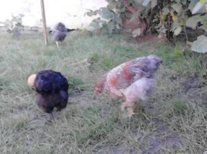 IMG_20130702_202921-1