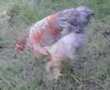 IMG_20130702_202921-1-1