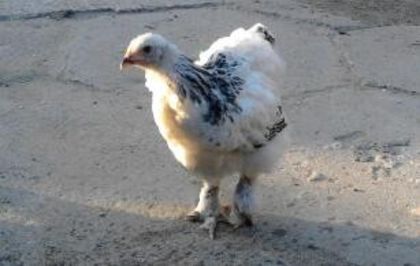 IMG_20130702_203027-1