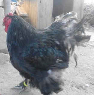 IMG_20130702_203145-1