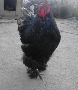 IMG_20130702_203201-1