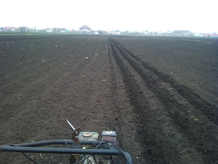 DSC_0003 - plantat cartofi 28 februarie 2014