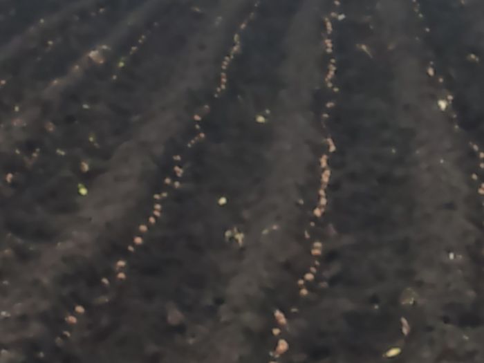DSC_0007 - plantat cartofi 28 februarie 2014