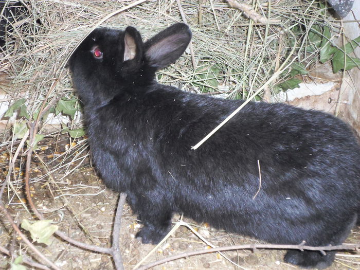SAM_0090 - 13 - Ferma iepuri Moreni martie 2014