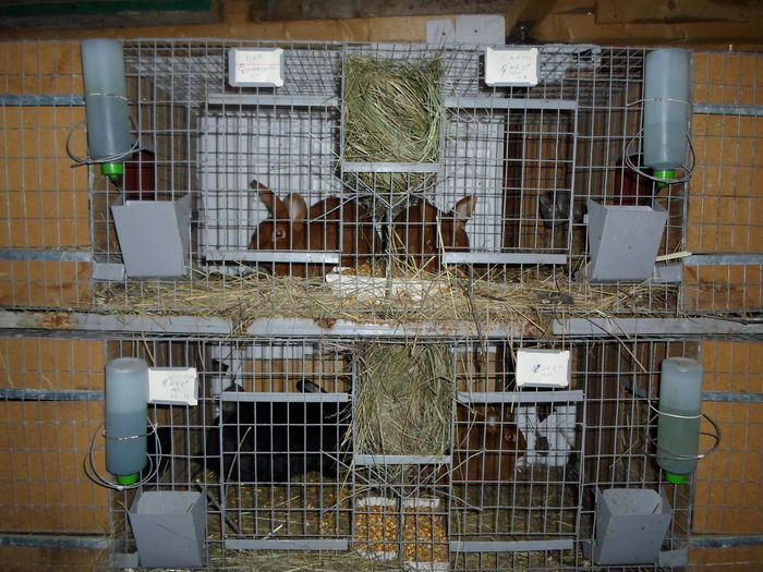 SAM_0081 - 13 - Ferma iepuri Moreni martie 2014