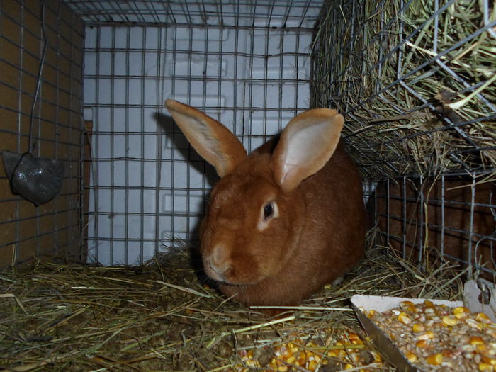 SAM_0078 - 13 - Ferma iepuri Moreni martie 2014