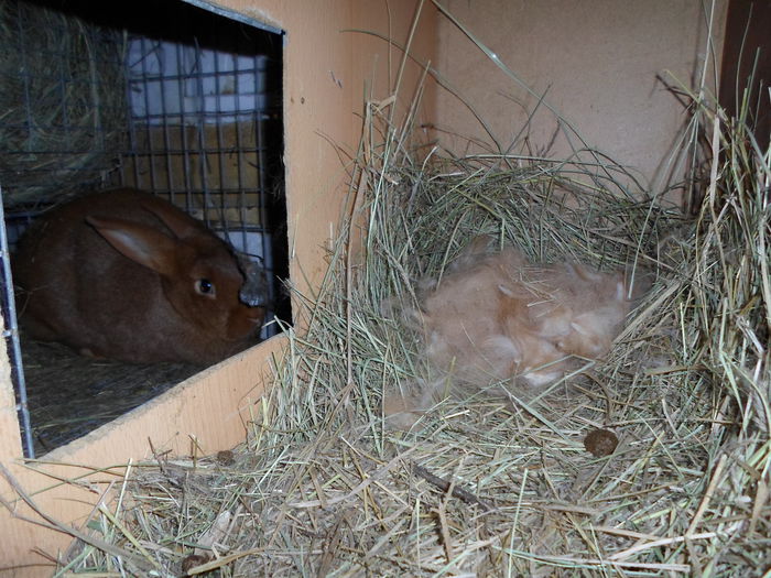 SAM_0072 - 13 - Ferma iepuri Moreni martie 2014