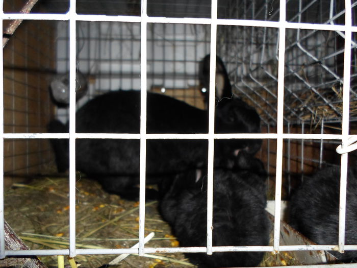 SAM_0065 - 13 - Ferma iepuri Moreni martie 2014