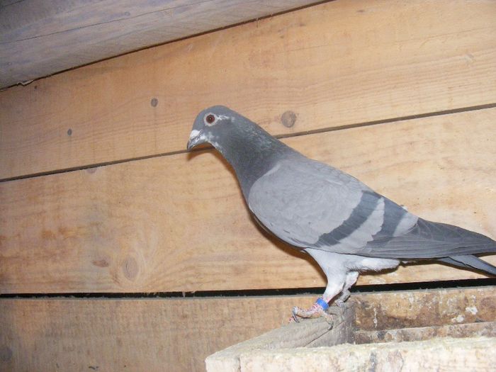 DSCF3784 - Porumbei arhiva