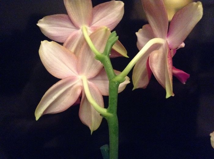 Phal. Sweet Memory Liodoro cu bobote de glucoza