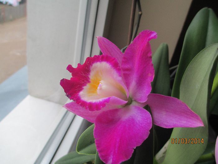 cattleya mov cu alb