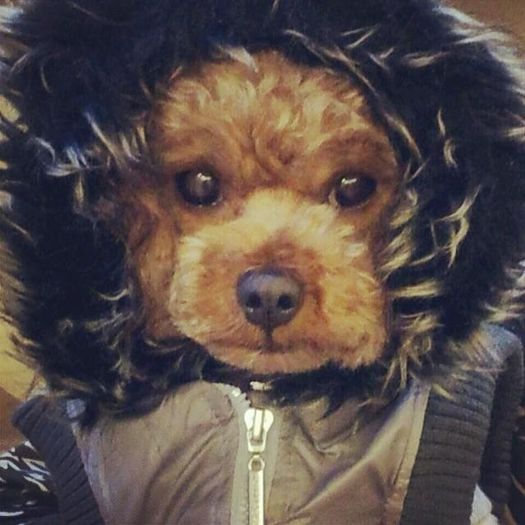 baby dougie