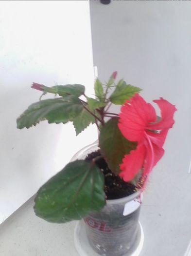 surinam 2.3.2014 - hibiscusi 2014