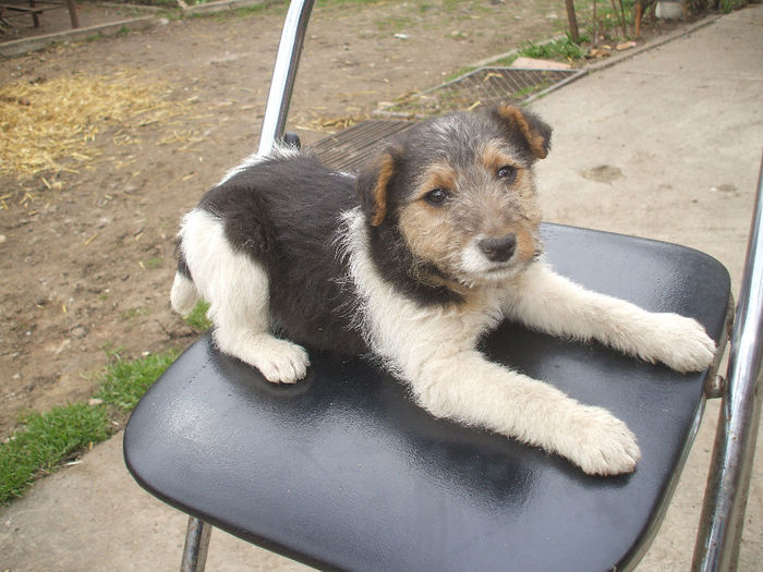 DSCF9758 - Fox Terrier cu par sarmos 2014