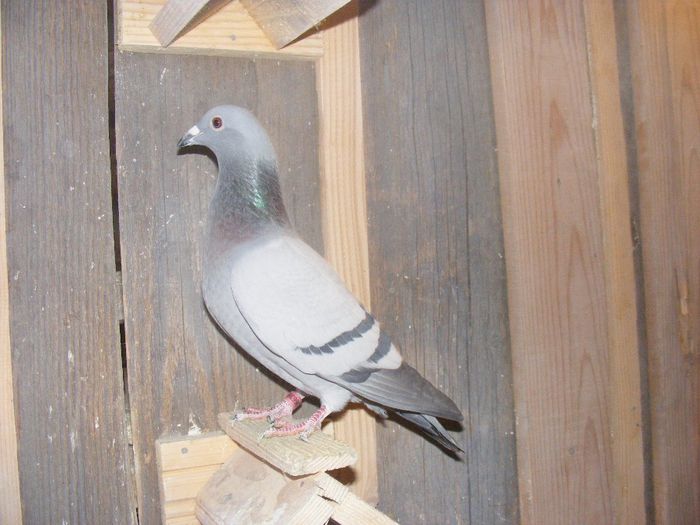 nepoata boxa 16+argintiu Marginean(palmares fond) - lot zbor