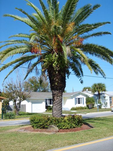 Curmal; (Phoenix dactylifera)
