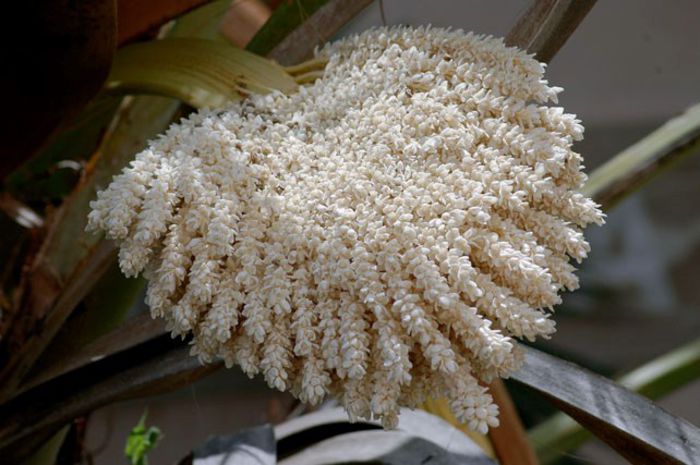 Curmal-inflorescenta; (Phoenix dactylifera)
